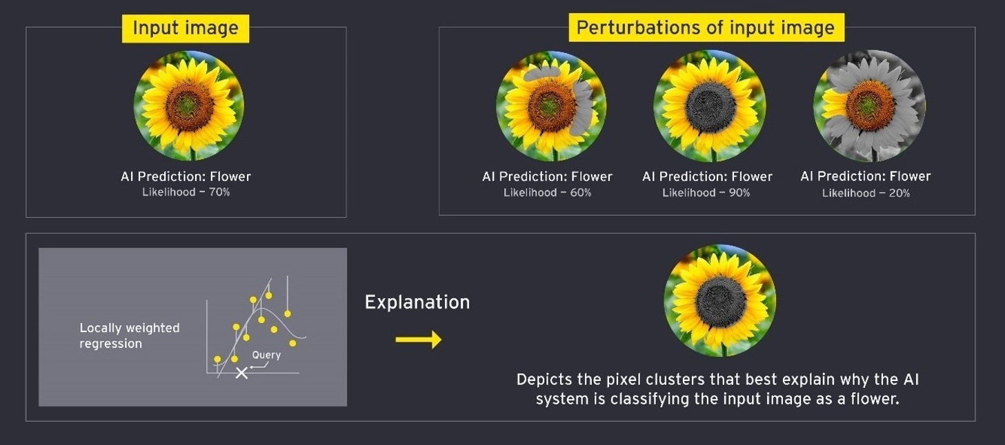 Illustration of explainable AI processes using LIME on an image classification AI system. In this example, an image classification system receives an image of a sunflower and classifies it as a flower with 70% likelihood. The LIME approach then sees parts of the input image perturbed, or masked, leading to different classification likelihoods from the AI system. From this, a model is able to determine the parts of the input image that best explain the initial classification of 'flower'.