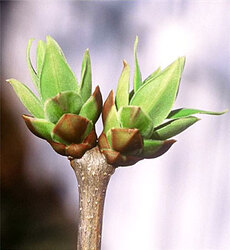 Photo of lilac flower buds.