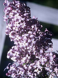 Photo of full lilac flowers.