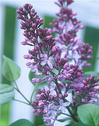 Photo of open lilac flowers.