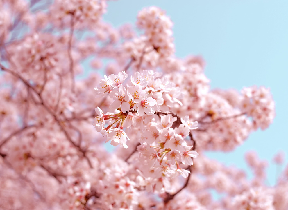Photo of Japanese cherry blossom, or sakura, against a blue background. Photo by AJ on Unsplash.